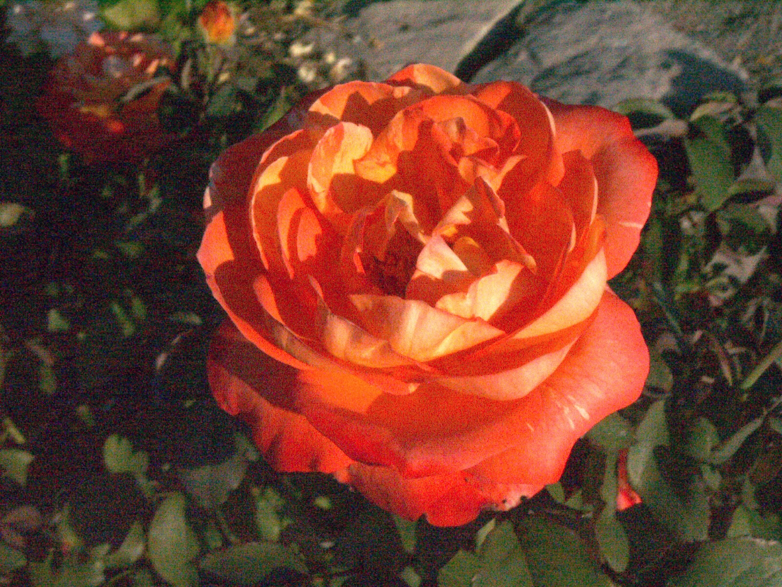 image - 3.jpeg